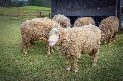 farm animal sheep