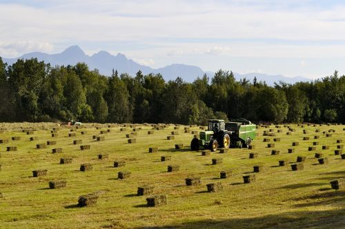 farm hay grass