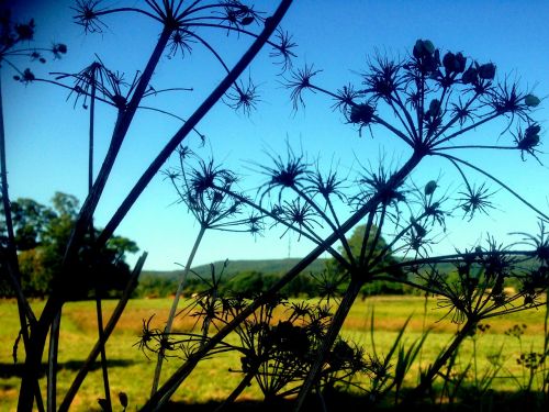 farm silhouette nature