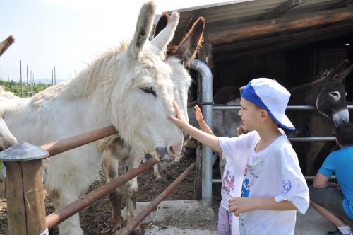 farm child donkey