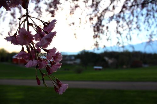 farm country springtime landscape