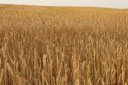 Farm Field Golden Wheat