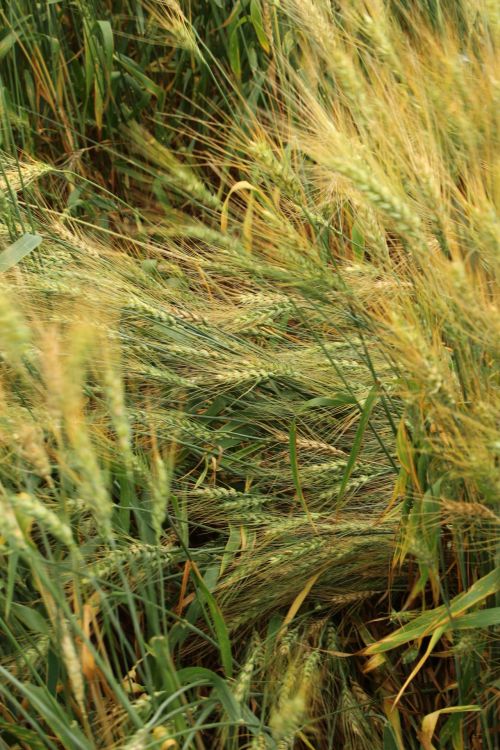 Farm Field Golden Wheat Fallen