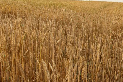 Farm Field Golden Wheat