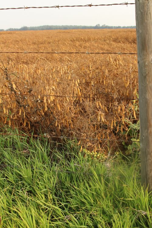 Farm Golden Peas Crop