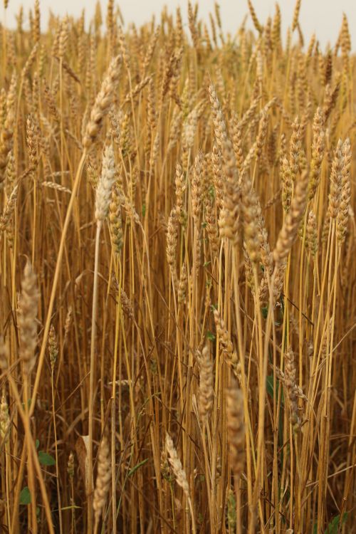 Farm Golden Wheat