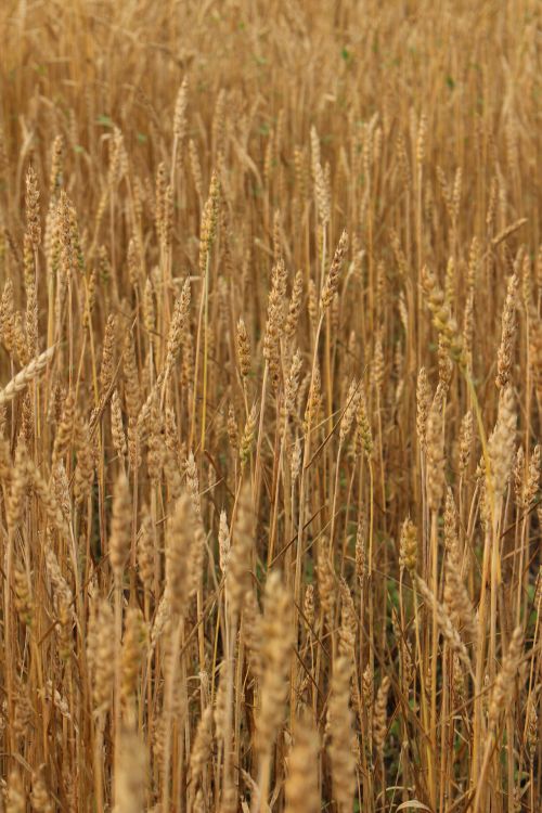 Farm Golden Wheat