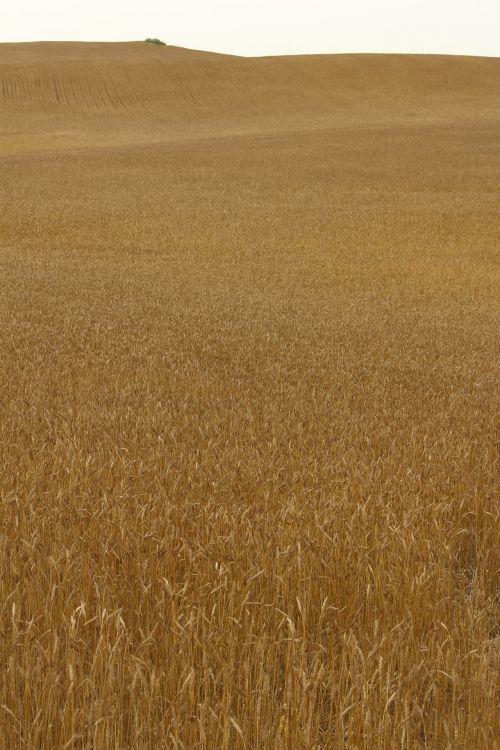 Farm Golden Wheat