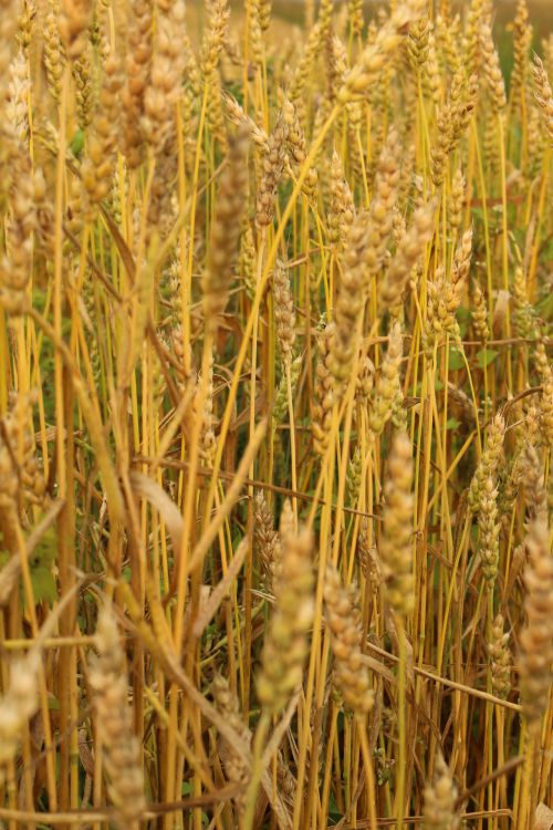 Farm Golden Wheat