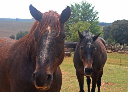 Farm Horses