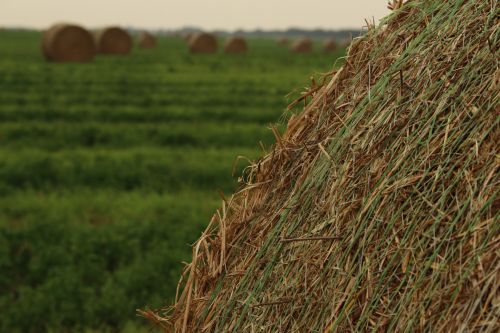 Farm Round Hay Bales