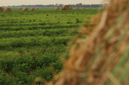 Farm Round Hay Bales