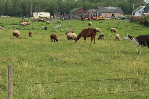 Farm Sheep Lama Livestock