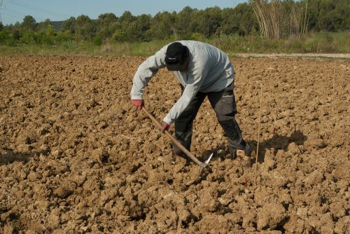 farmer plantation manual work