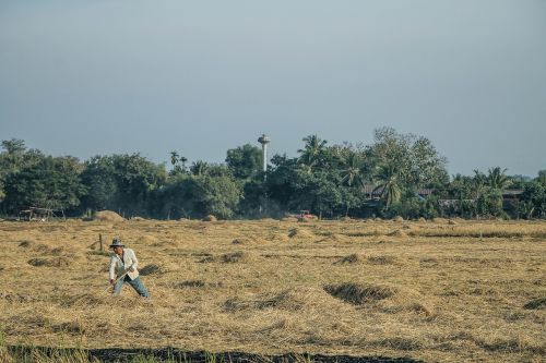 farmer agricultural harvest