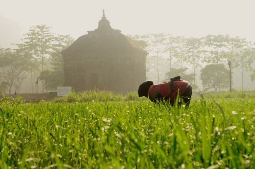 farmer temple rice