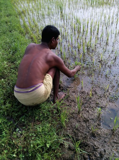 farmer paddy sowing monsoon paddy