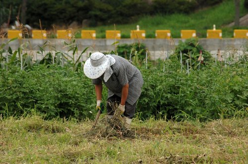 farmer  field  days