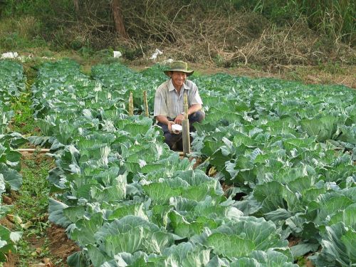 farmer harvesting vegetables