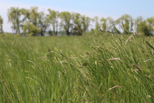 Farmer Field Crop Grass