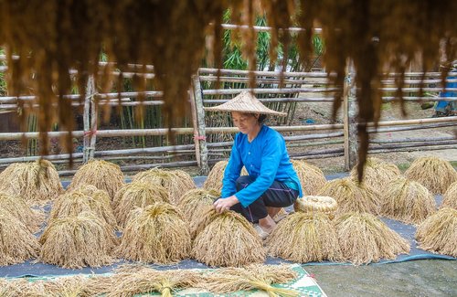 farmers  drying paddy  rice