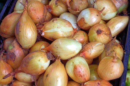 farmers market onions  food  onion