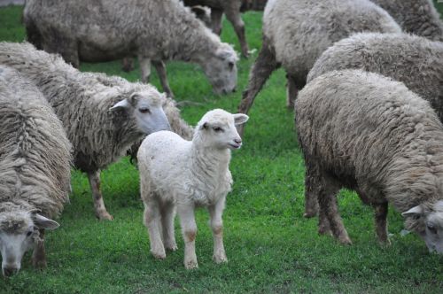 farming farm lamb