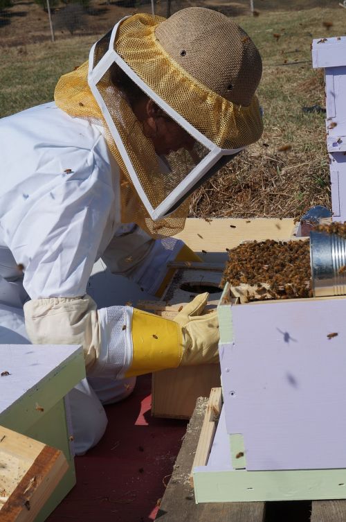 farming beekeeping bees