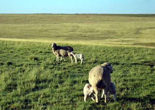 farming lamb sheep