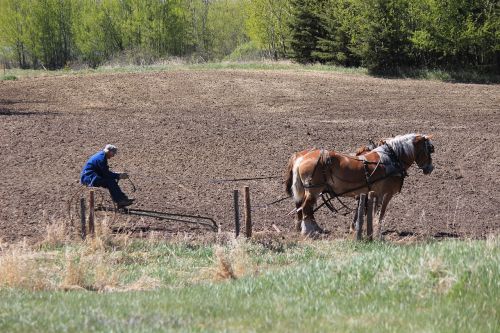 farming field agriculture