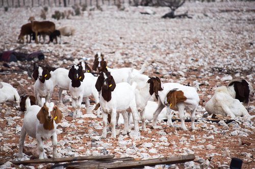 farming  goats  animal
