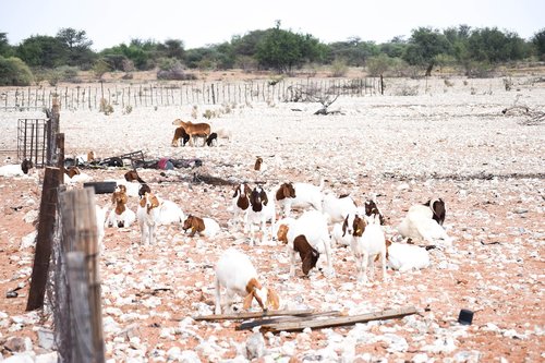 farming  goats  animal