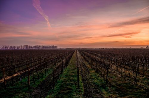 farmland sunset field