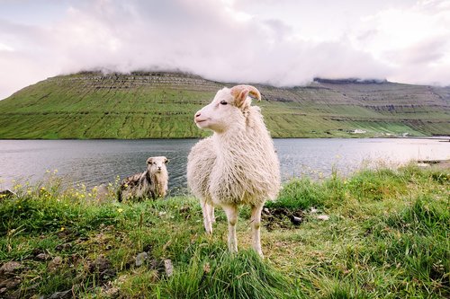faroe islands  sheep  hills