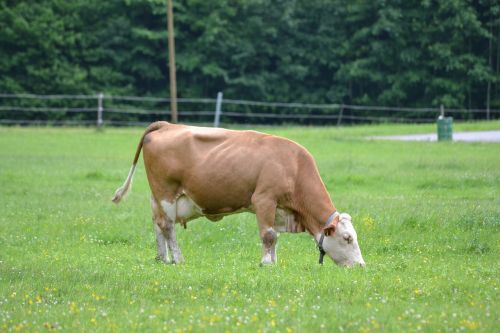 fat cow grazing peacefully green fields
