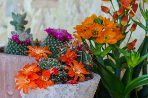 fat plants succulent plant mammellaria