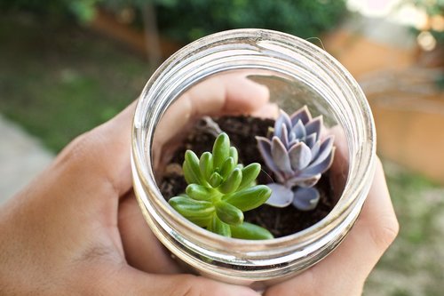 fat plants  glass jar  cactus