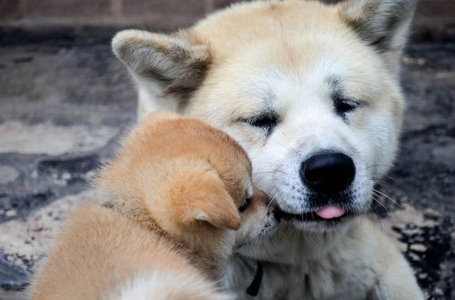 father and son puppies akita inu