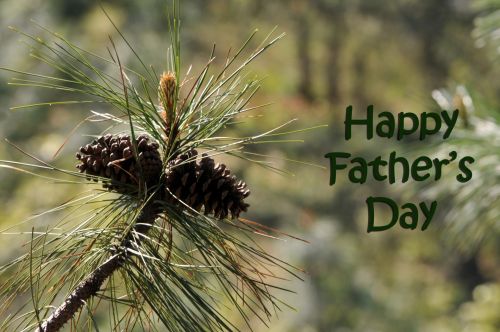 Father&#039;s Day Pine Cones