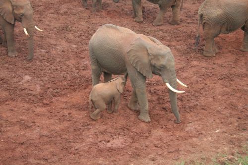 elefant family fauna