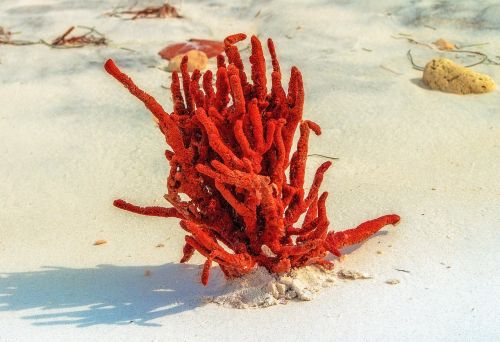 beach sea ​​sponge nature
