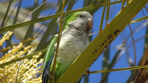 fauna birds parakeet