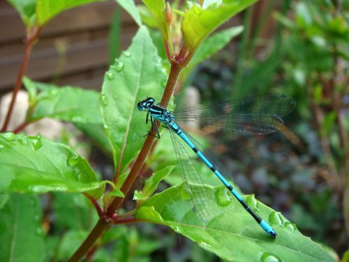 fauna insects dragonfly