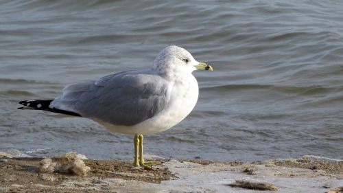 fauna bird seagull