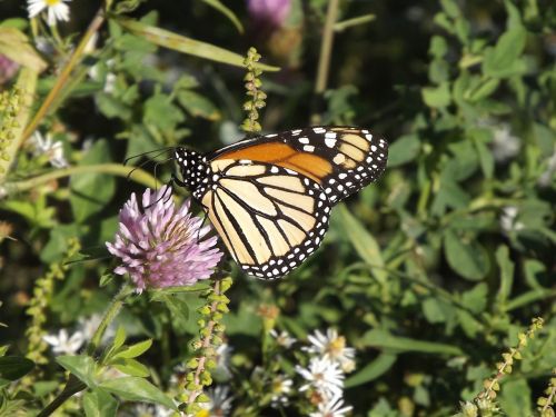 fauna butterfly summer