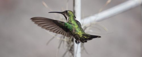 fauna ave hummingbird