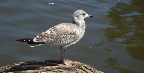 fauna bird the seagulls