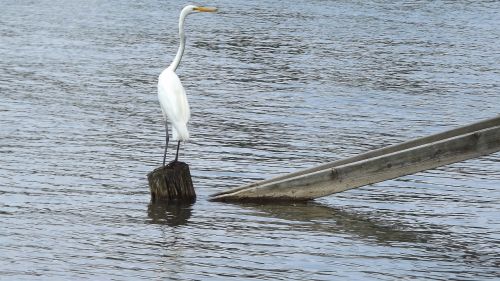 fauna wild birds bird