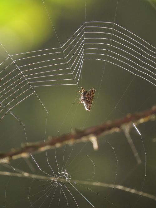 fauna web insect