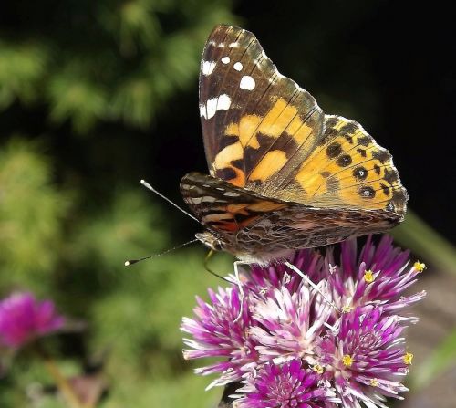 fauna insects butterfly